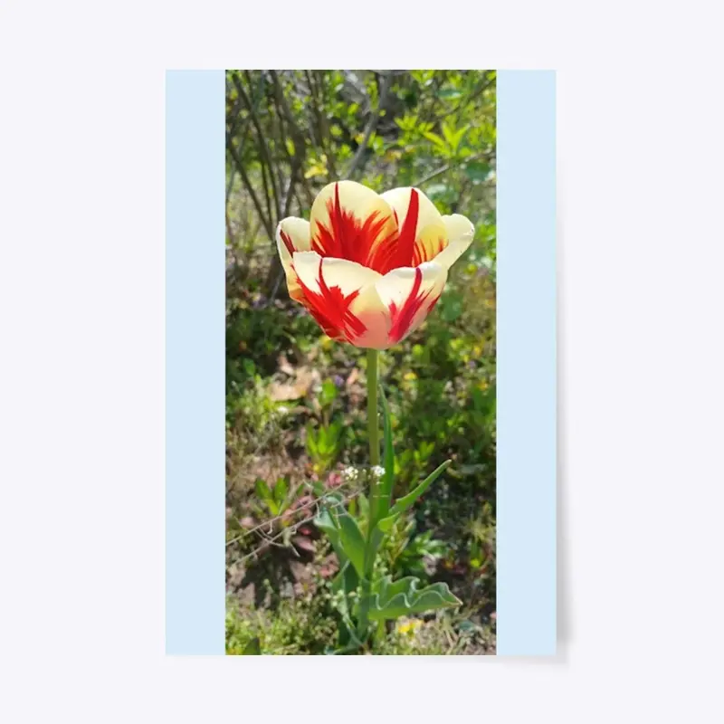 Flower Poster